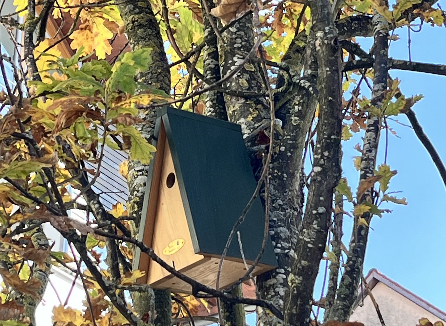 Ein Vogelhäuschen mit grünem Dach hängt hoch im belaubten Baum.
